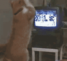 tumblr_m4h6jjka2e1rwcc6bo1_250