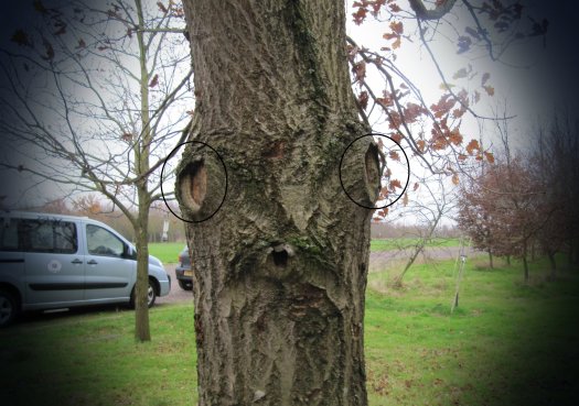 Foamy the Squirrel Tree b