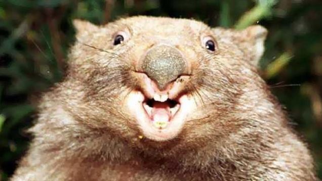 Smiling Wombat