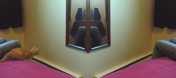 catjumpsintomirror_57365f_3111398