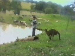 kangaroo-drop-kick