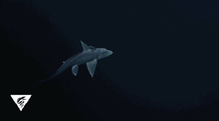 gvh9ggriviepe29x216n