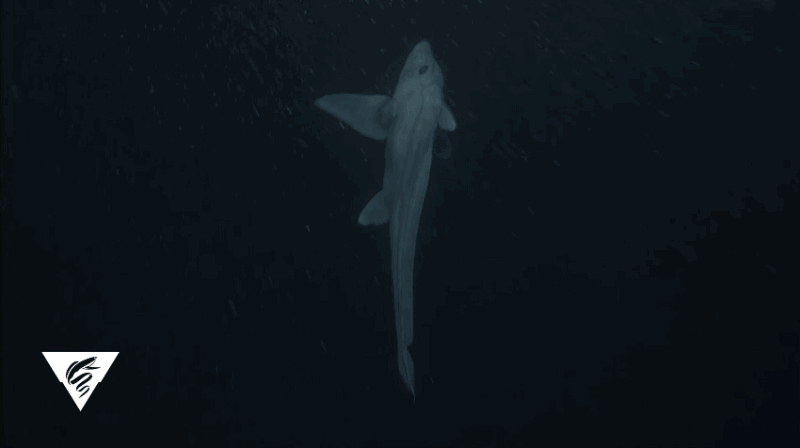 iiht71lcnarbmr8peowm