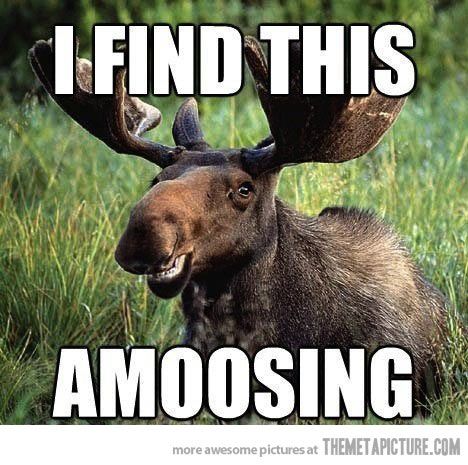 4767e92fb77bffbf5f3d2b7a1aba4ec9-funny-moose-nature