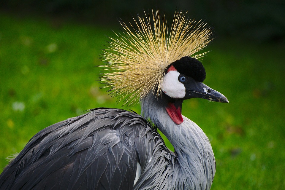 grey crowned crane