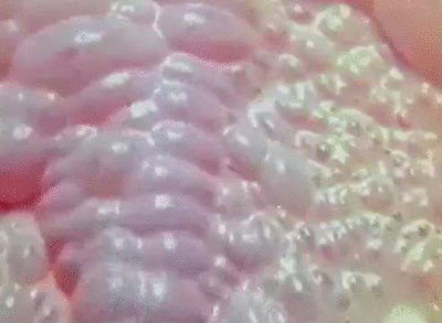 strawberry angel delight.gif