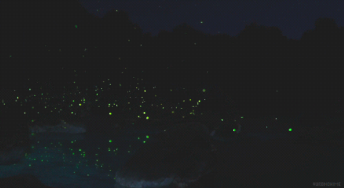 Mexico-Fireflies